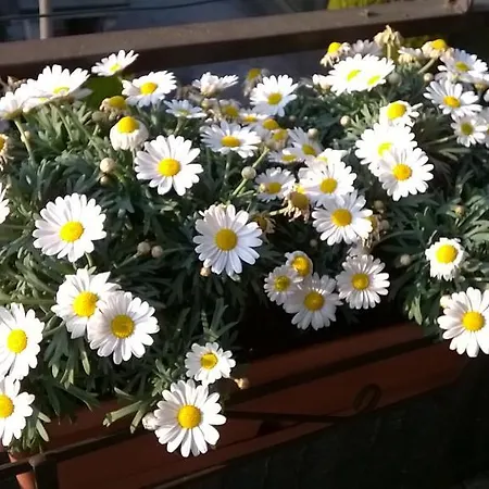 L'aloe Turbigo